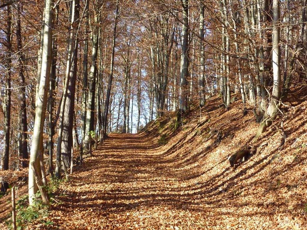 Haus Harter Lägenhet Wolfach Exteriör bild